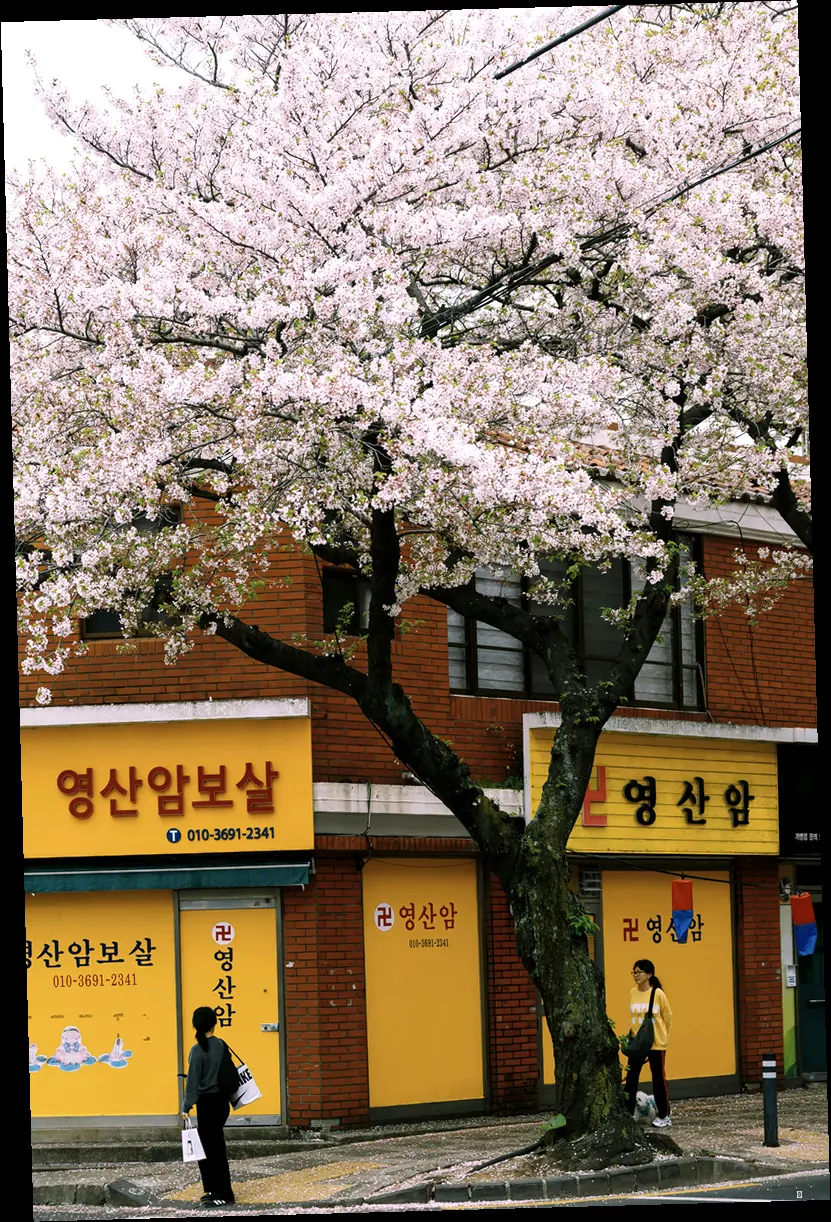 그래서 쿠폰은 대체 어디서, 어떻게 받는 건데? (feat. 카카오톡 & SSG.com)