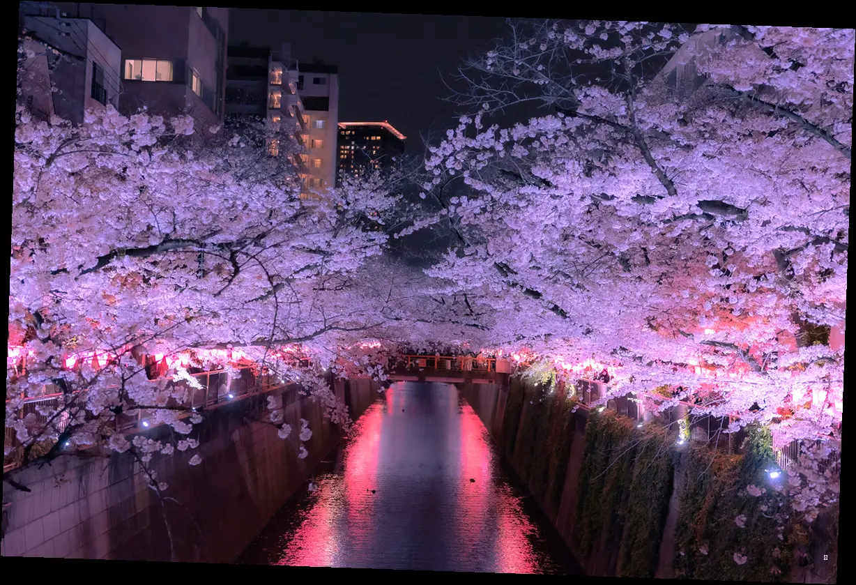 벚꽃 개화 시기, 언제 떠나야 인생샷 건질까? 🌸📸
