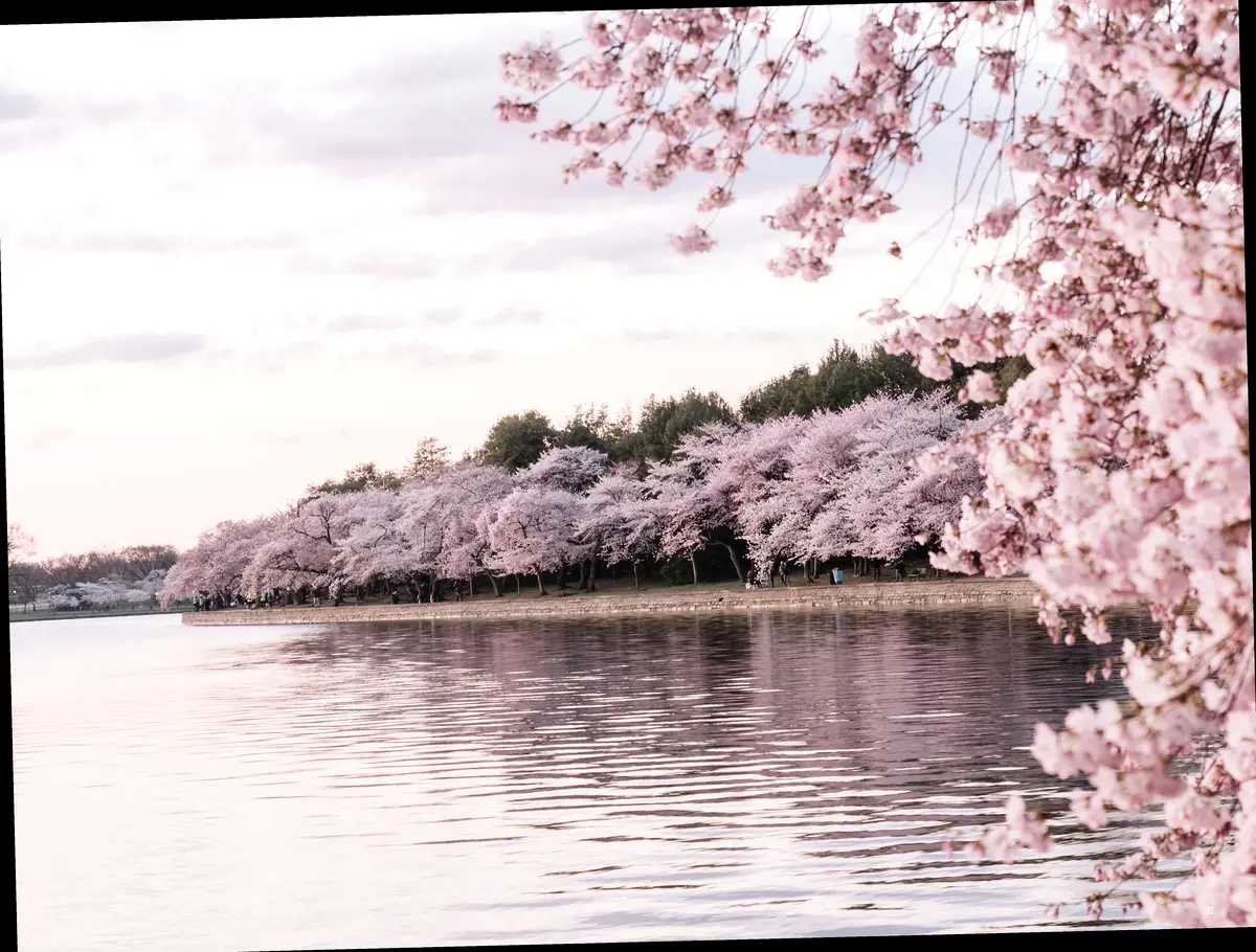 🌸 벚꽃놀이, 그 이상의 행복: 한강공원 나들이