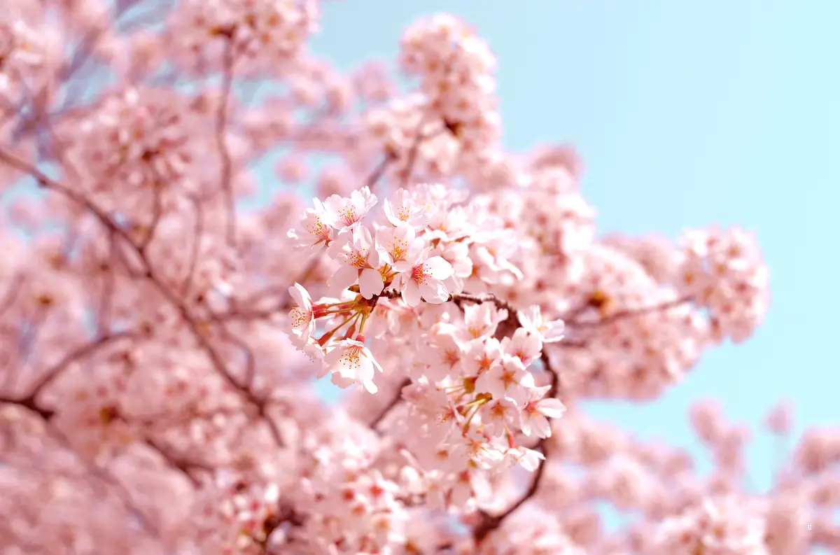 🌸 영등포 여의도 봄꽃축제 완전정복: 꿀팁 대방출!