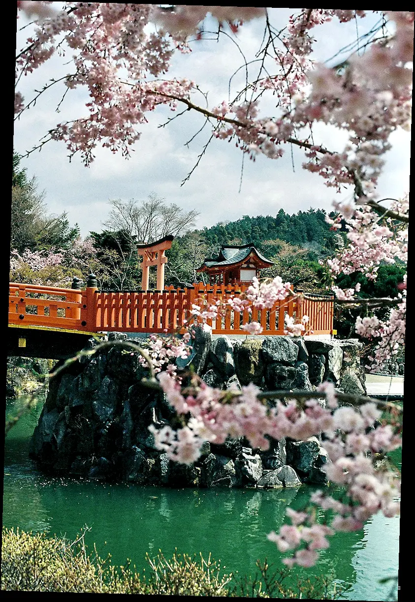🌸 벚꽃, 그 이상의 감동! 놓치면 후회할 특별한 즐길 거리! 🌸