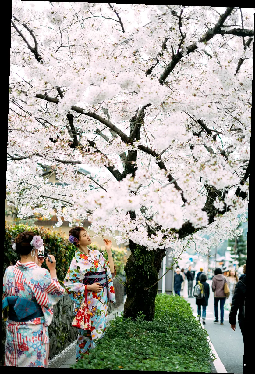 🌸 함께라서 더욱 즐거운 벚꽃놀이! 친구 태그하고 떠나자! 🌸