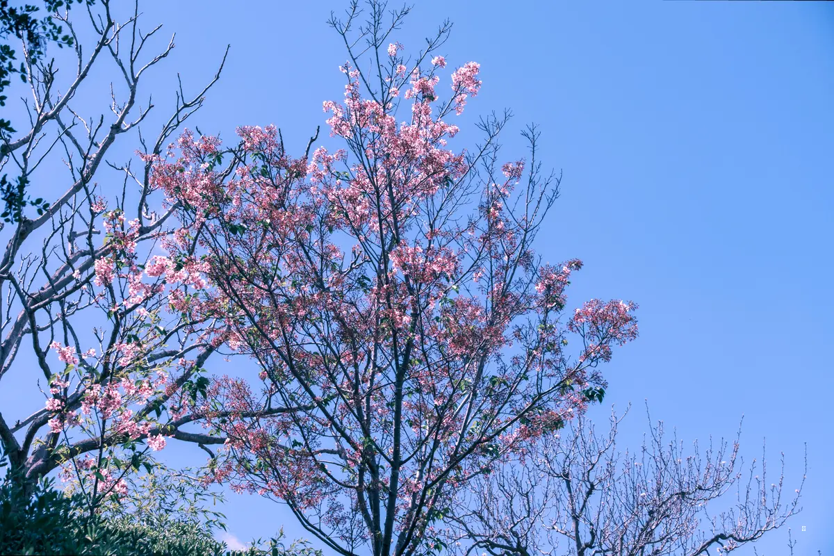 입장료, 배 시간… 남이섬 가기 전에 꼭 확인하세요! 🌸