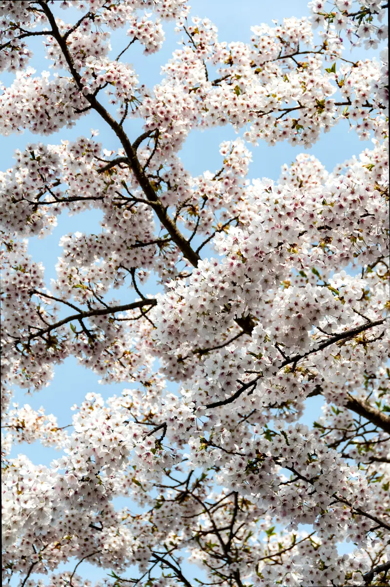 남이섬 벚꽃축제, 이것만 알면 당신도 인싸! 🌸