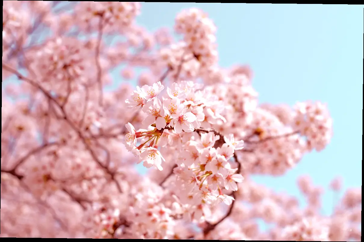 사하구 벚꽃 명소, 한눈에 보기! 🌸