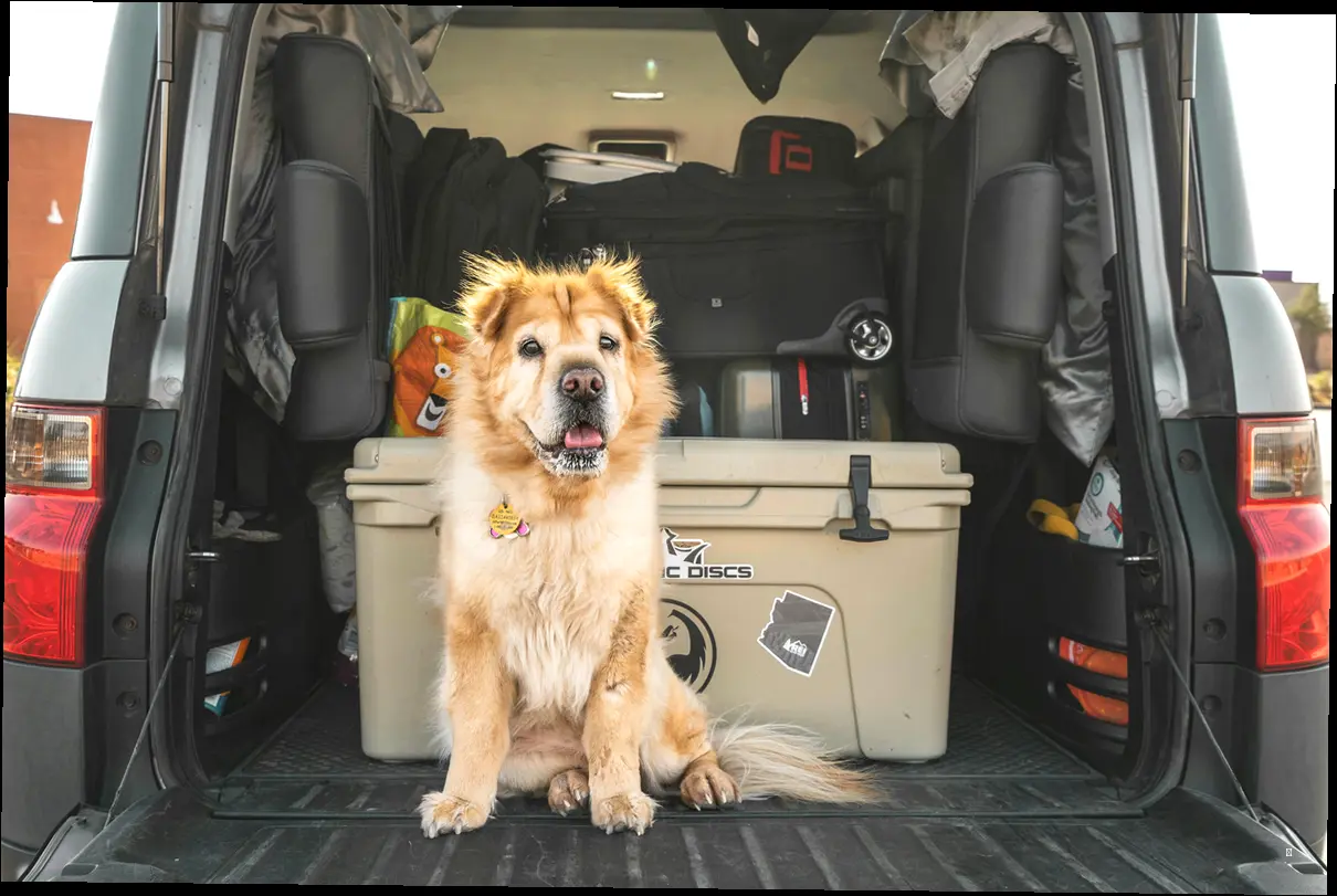 🐾 반려견과 여행 시 주의할 점: 댕댕이도 나도 행복하려면 꼭 알아둬야 할 것들! 🐾