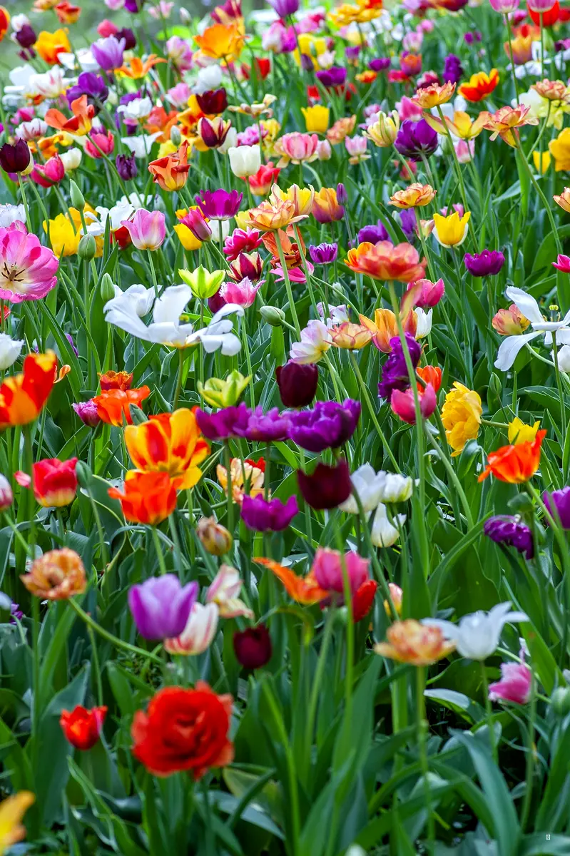 🌸 부천 봄꽃 축제 일정 한눈에 보기 (2025년) 🌸