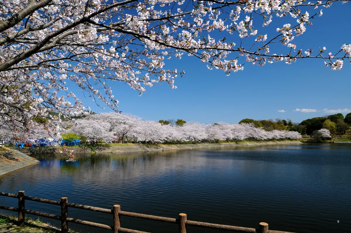 2025 옥정호 벚꽃축제, 한눈에 보는 정보! 🌸
