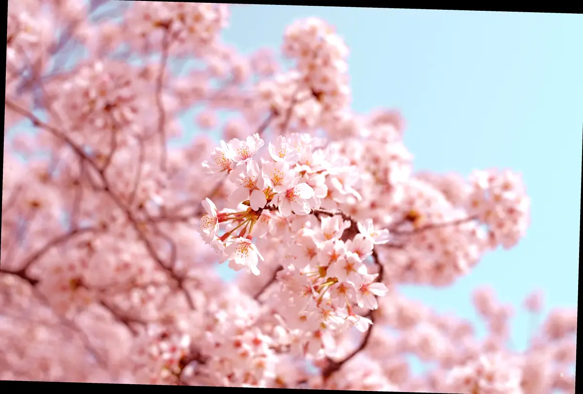 📍 경기도 벚꽃 명소 한눈에 보기 (축제 정보 포함!)