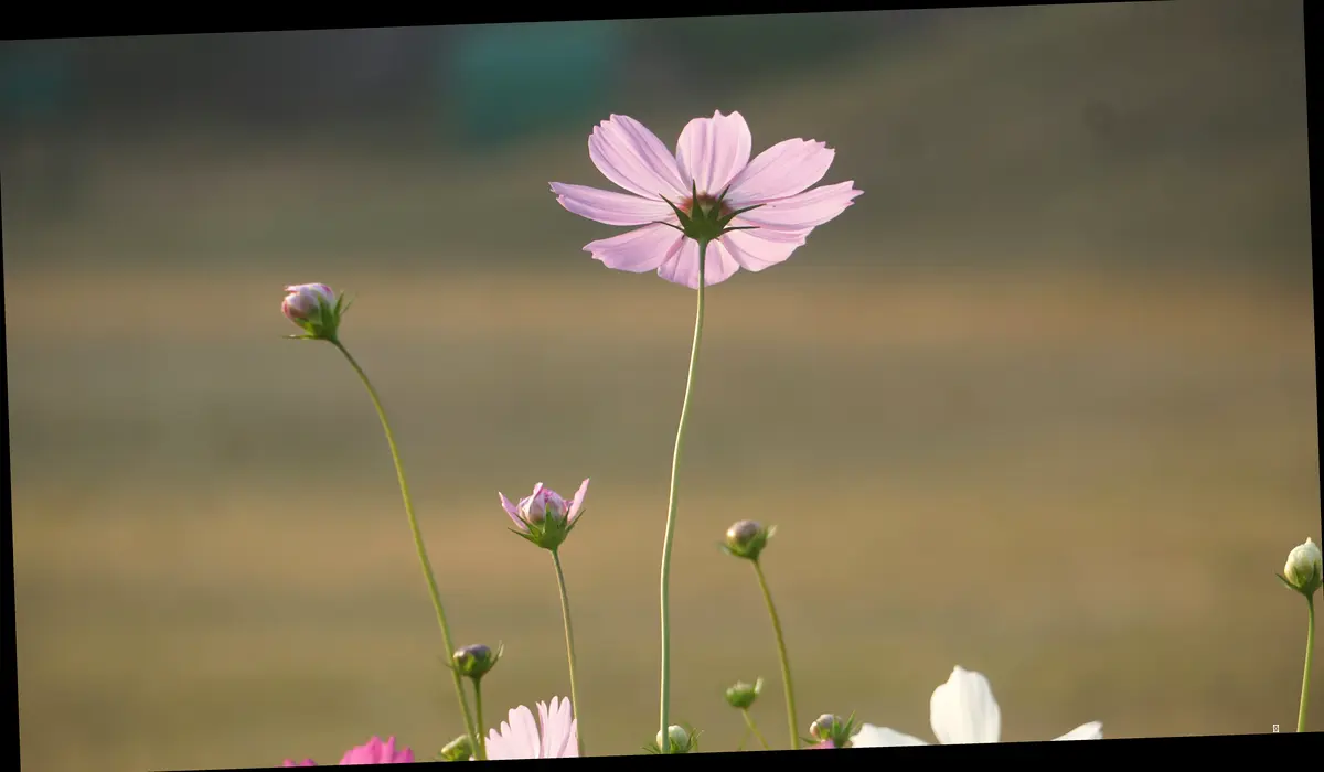 나만의 전북 꽃구경 코스, 이렇게 짜볼까요?