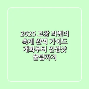 2025 고창 라벤더 축제 완벽 가이드: 개화부터 인생샷 꿀팁까지!