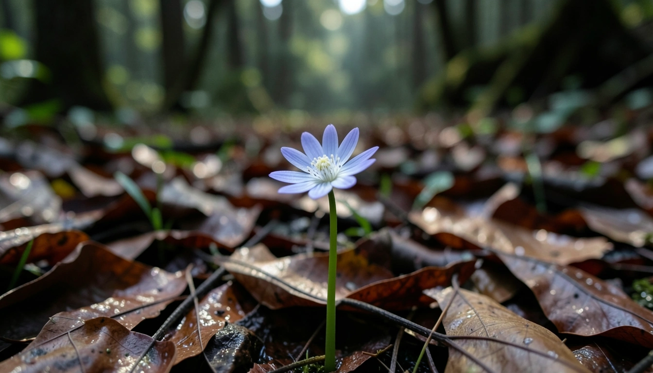 변산바람꽃 개화 시기와 최적의 방문 시기 🗓️